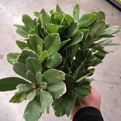 Pitto grün Grob (Costa Rica)