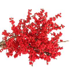 Ilex rot extra  60cm