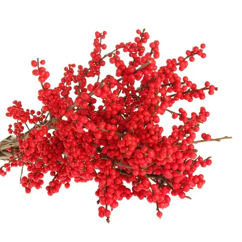 Ilex rot extra  60cm