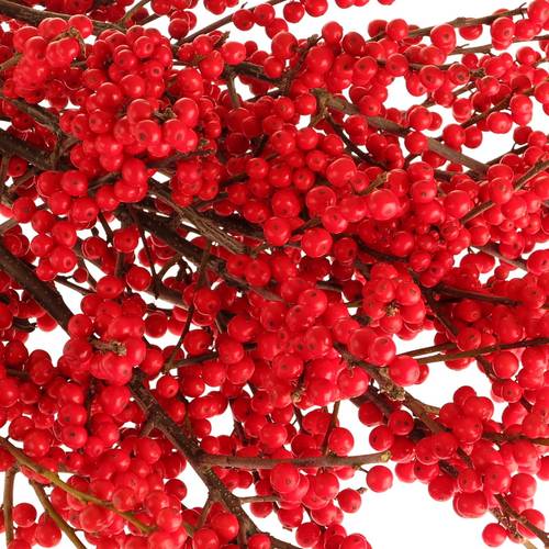 Ilex rot extra  60cm