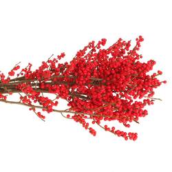 Ilex rot extra  60cm
