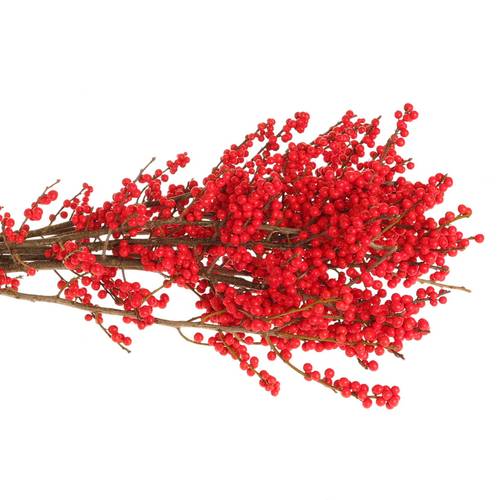 Ilex rot extra  60cm