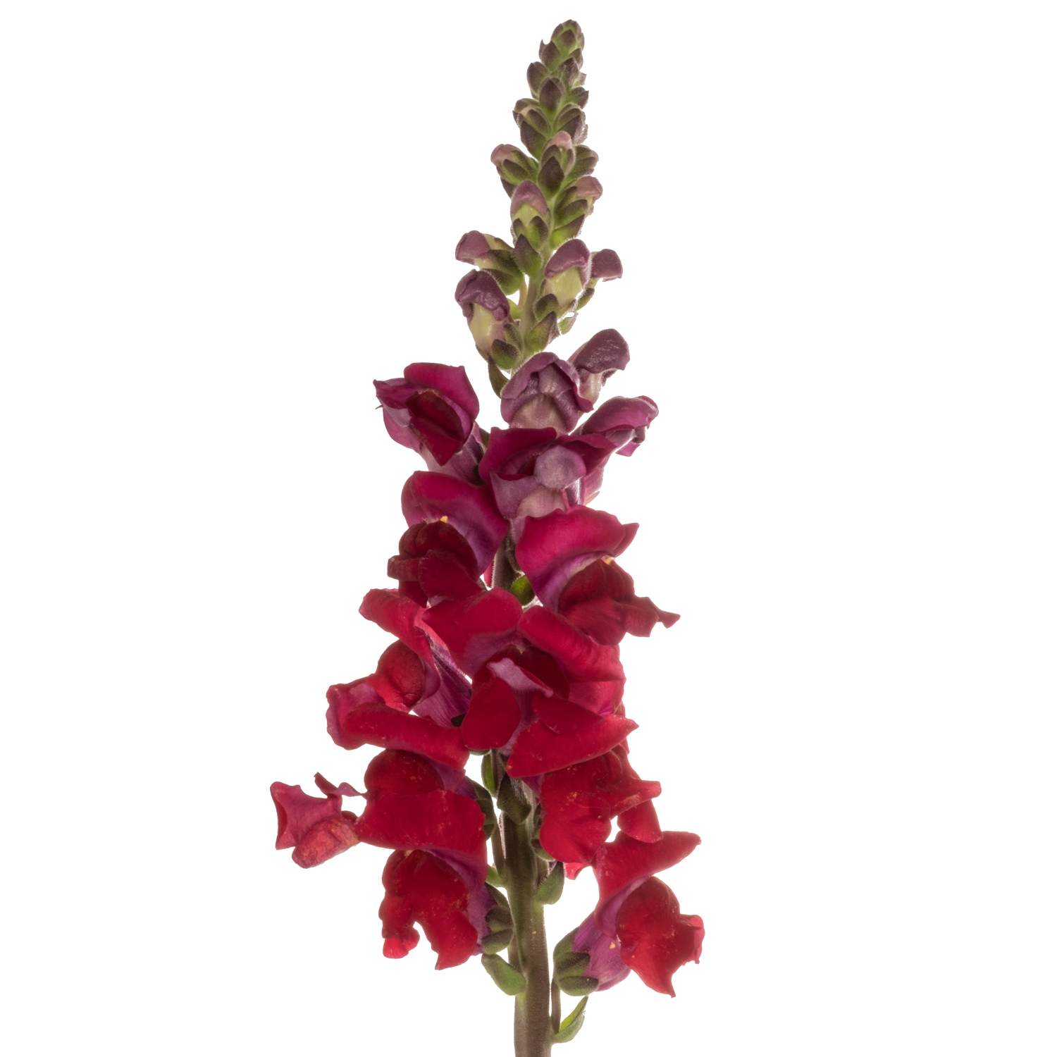 Löwenmaul Avignon dark rot 80cm