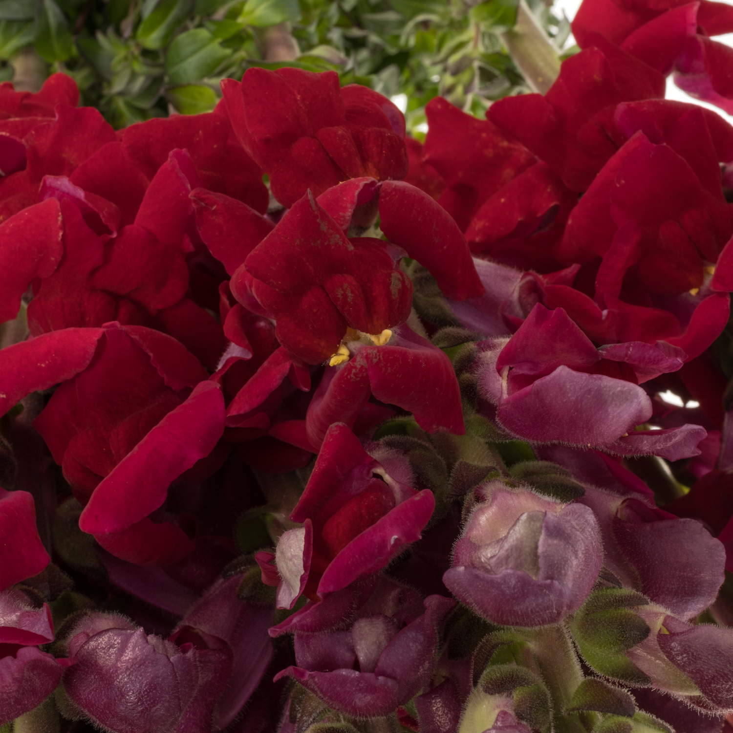Löwenmaul Avignon dark rot 80cm