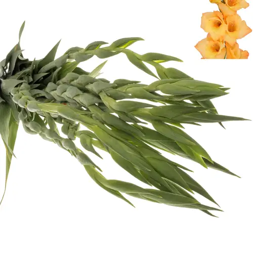 Gladiole orange Ovatie 100cm