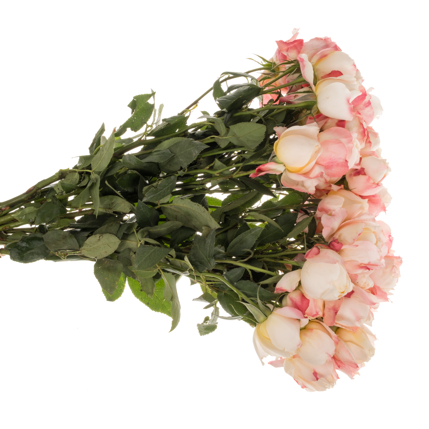 Rose verzweigt apricot Princess Suki 50cm