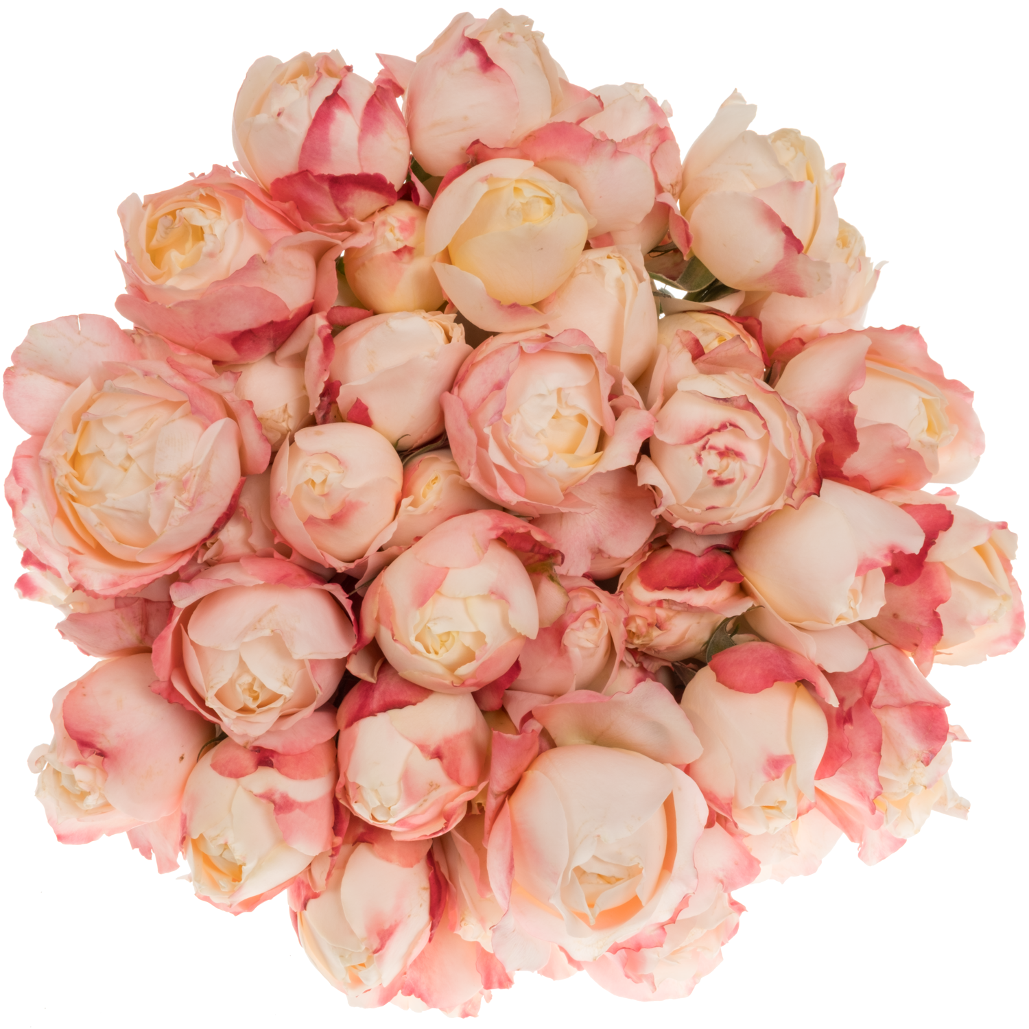 Rose verzweigt apricot Princess Suki 50cm