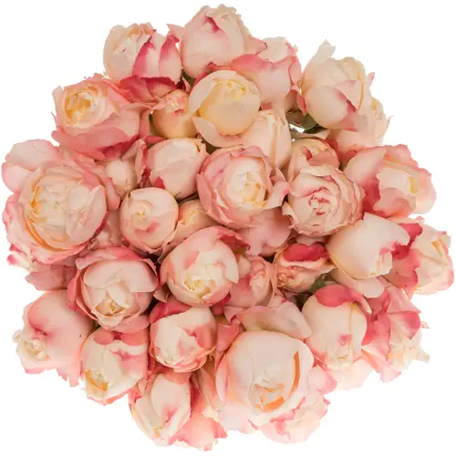 Rose verzweigt apricot Princess Suki 50cm