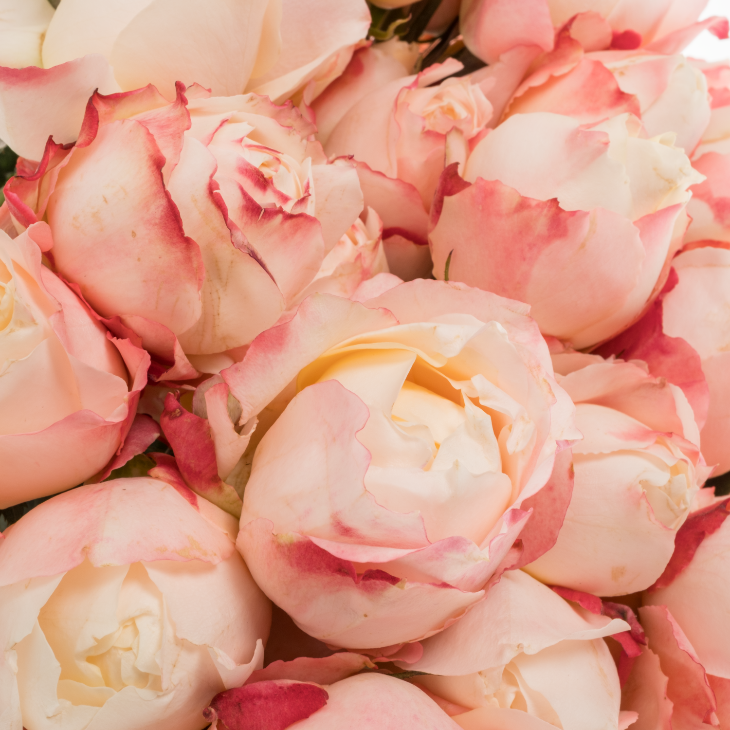 Rose verzweigt apricot Princess Suki 50cm
