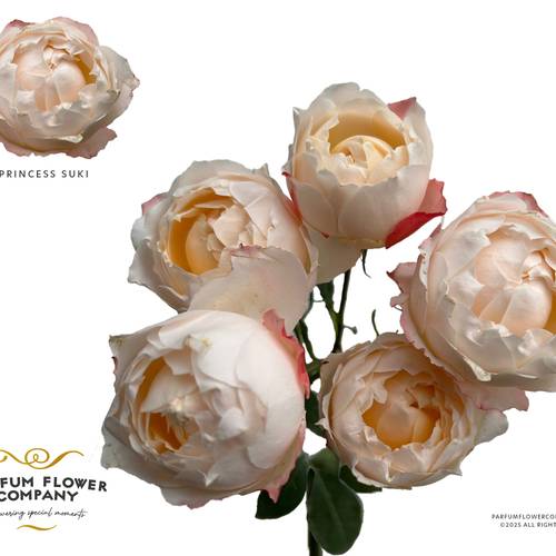 Rose verzweigt apricot Princess Suki 50cm