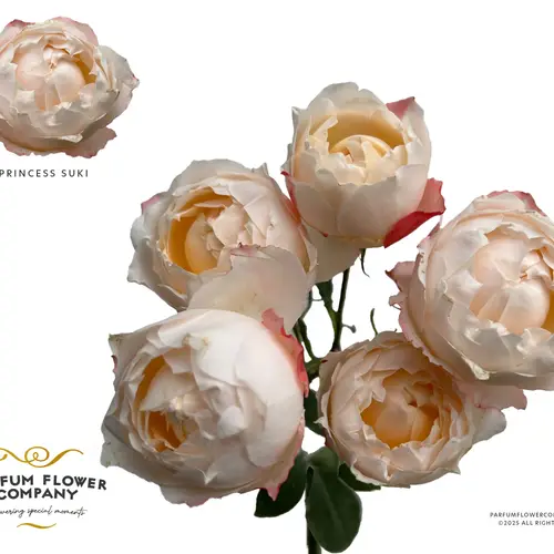 Rose verzweigt apricot Princess Suki 50cm