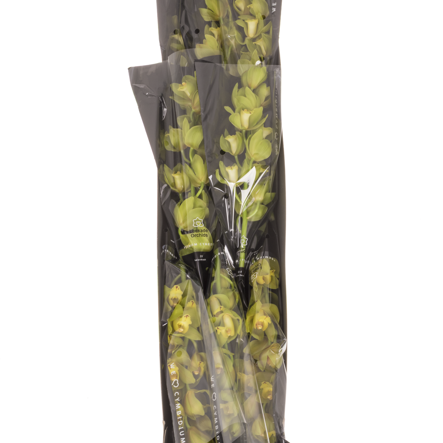 Mini Cymbidium grün Flame 50cm 10+Blüte