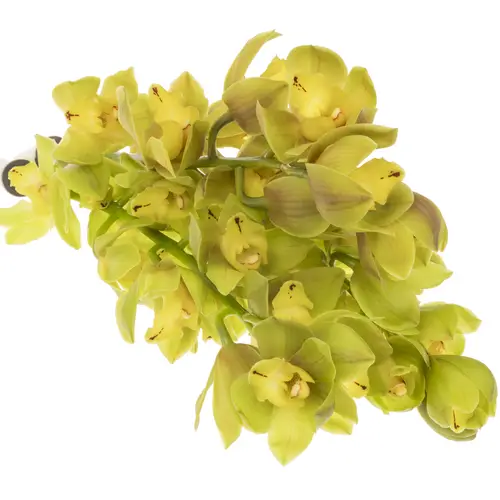 Mini Cymbidium grün Flame 50cm 10+Blüte
