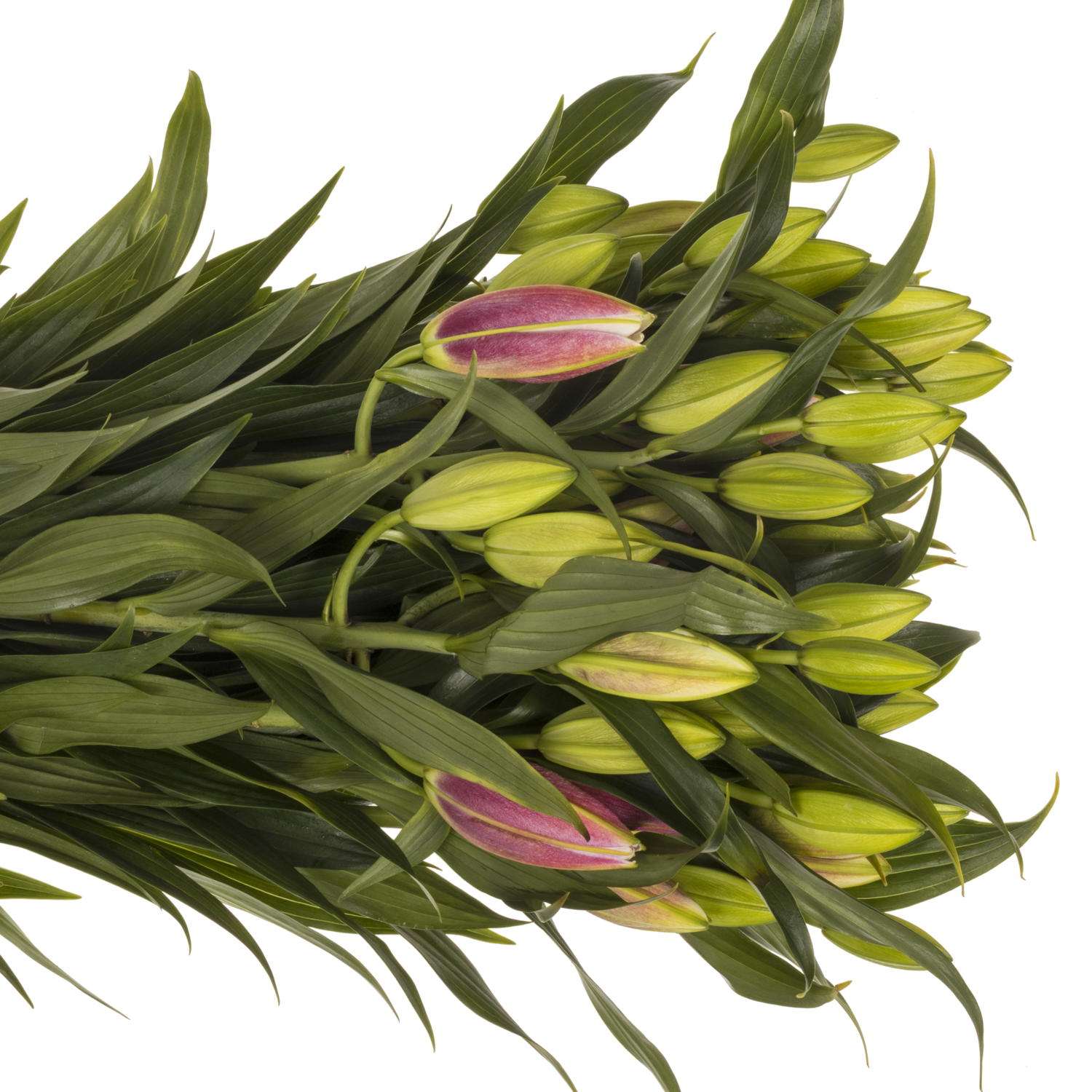 Lilie orientalisch fuchsia Gefuellt Rl Dalinda 5+ 90cm