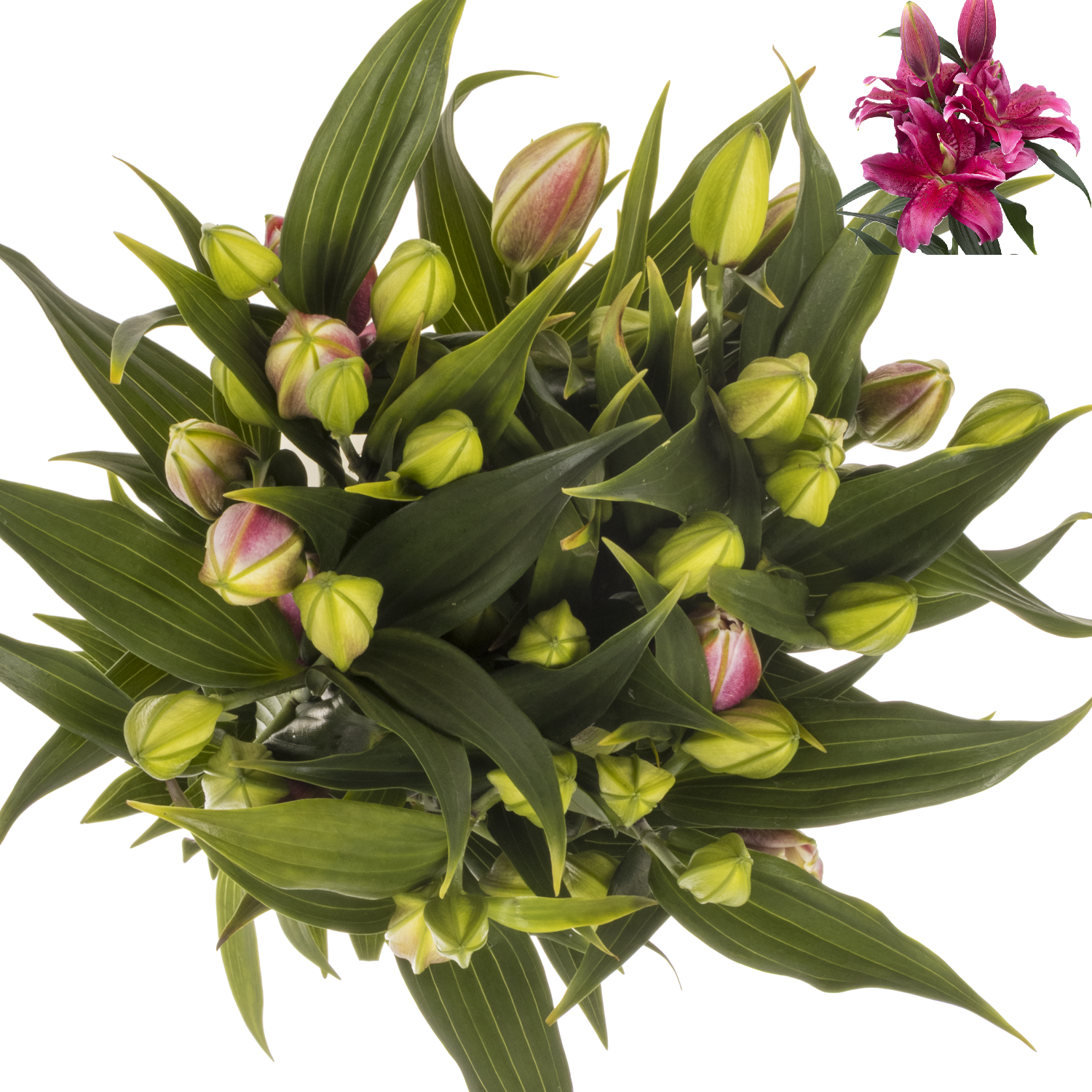 Lilie orientalisch fuchsia Gefuellt Rl Dalinda 5+ 90cm