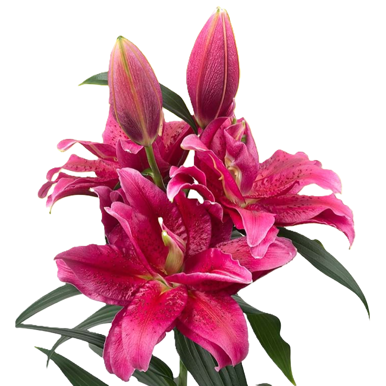Lilie orientalisch fuchsia Gefuellt Rl Dalinda 5+ 90cm
