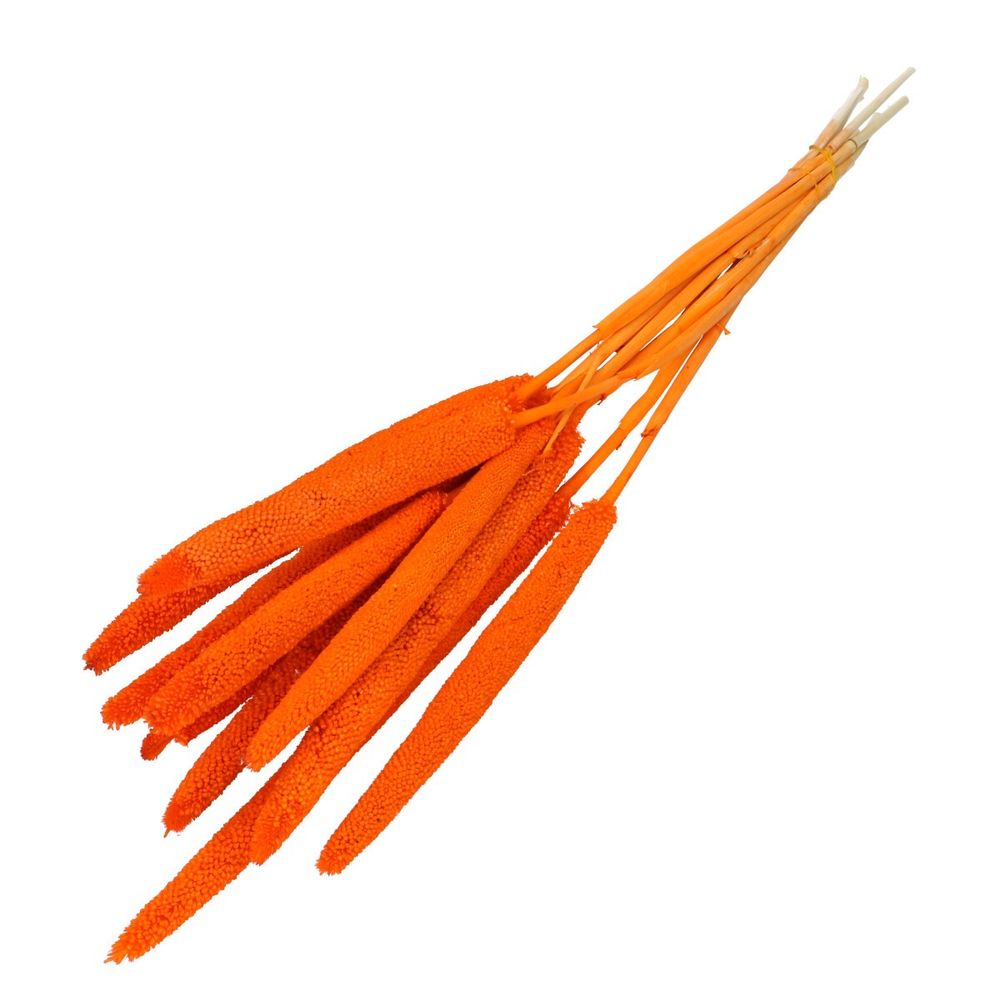 Trocken Bapala orange L65cm x10