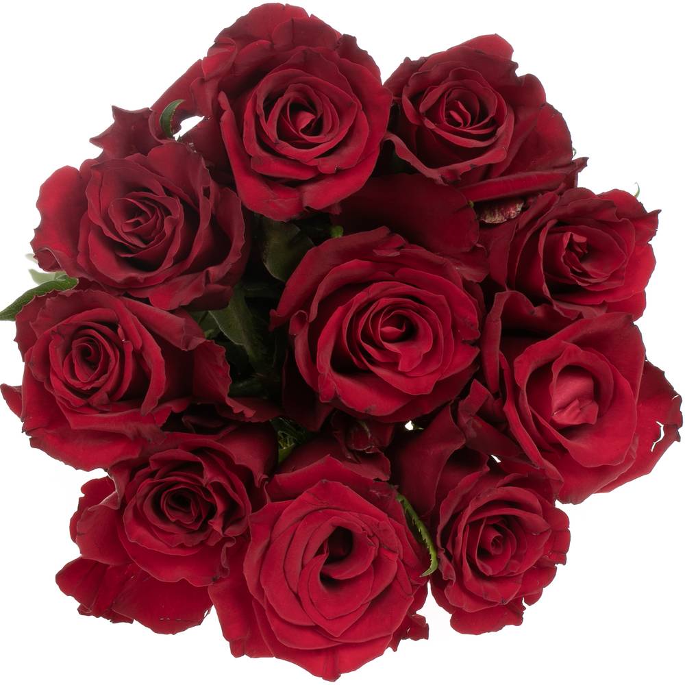 Rose dunkel rot Ever Red 50cm x20