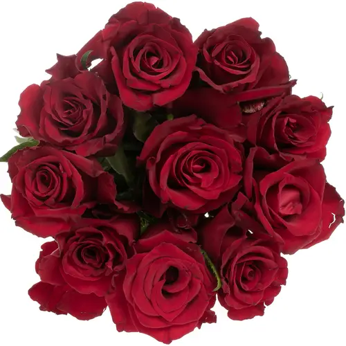 Rose dunkel rot Ever Red 50cm x20