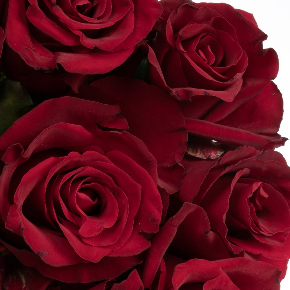 Rose dunkel rot Ever Red 50cm x20