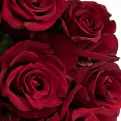 Rose dunkel rot Ever Red 50cm x20