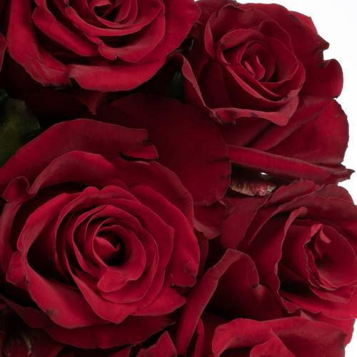 Rose dunkel rot Ever Red 50cm x20