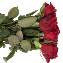 Rose dunkel rot Ever Red 50cm x20