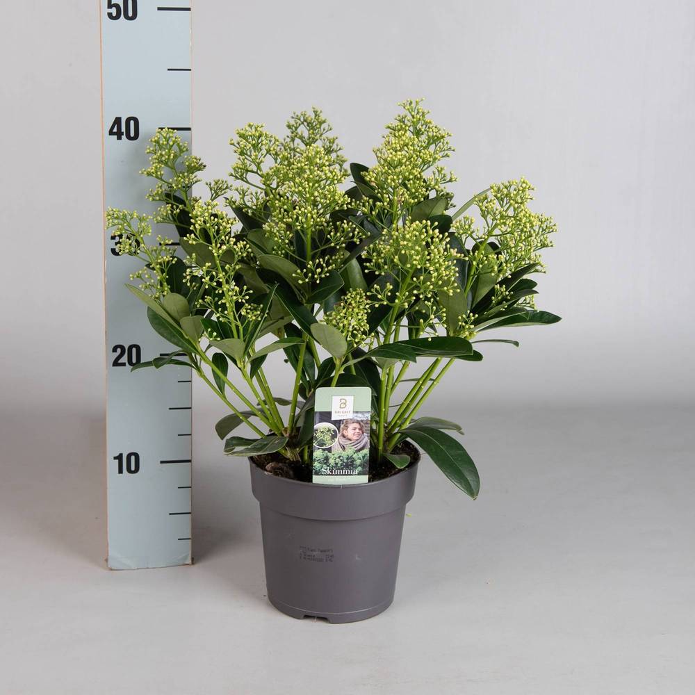 Skimmia Jap.Finchy 7-9+ T15 H040