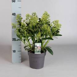 Skimmia Jap.Finchy 7-9+ T15 H040