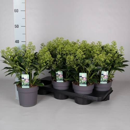 Skimmia Jap.Finchy 7-9+ T15 H040