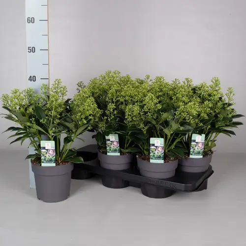 Skimmia Jap.Finchy 7-9+ T15 H040