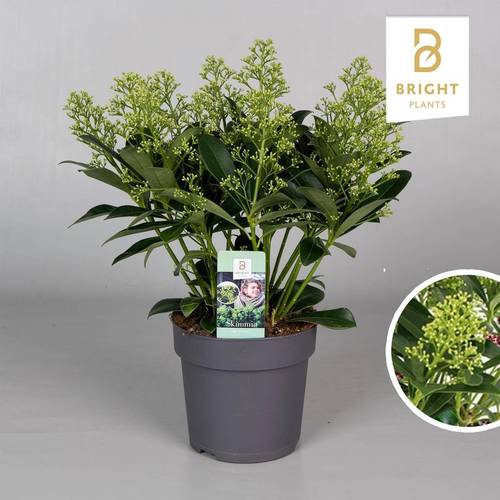 Skimmia Jap.Finchy 7-9+ T15 H040