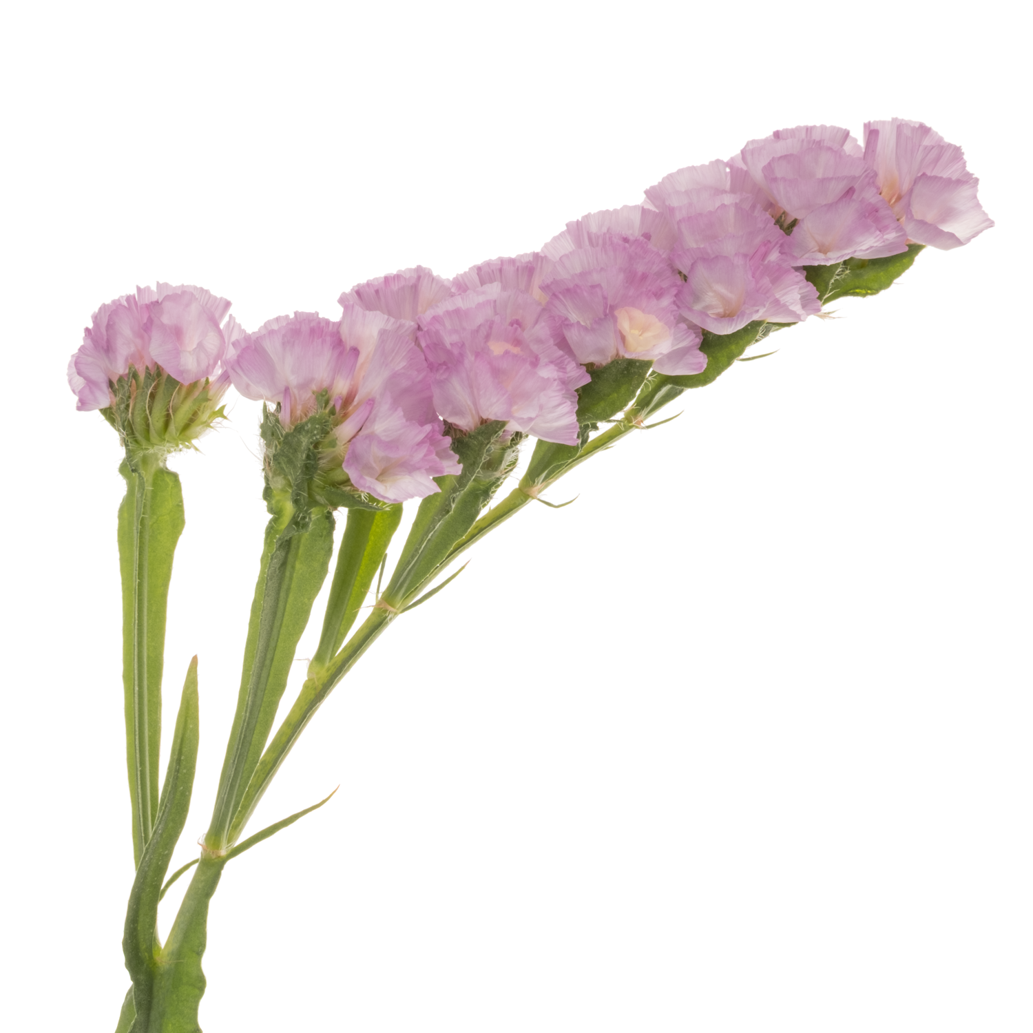 Statice dunkel rosa Rosella Sun Birds 90Gramm 75cm
