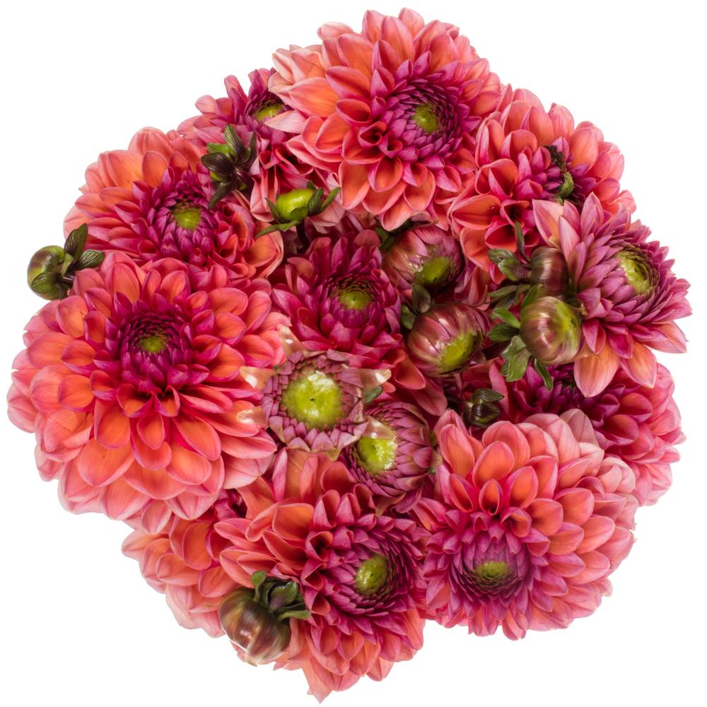 Dahlia lachs Daisy Duke 50cm