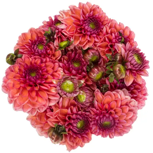 Dahlia lachs Daisy Duke 50cm