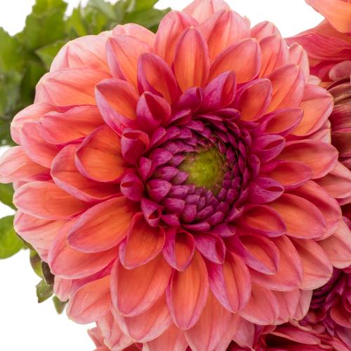 Dahlia lachs Daisy Duke 50cm