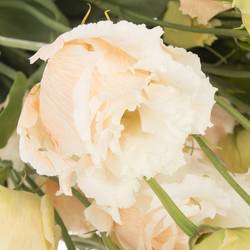 Lisianthus aprico Heavenly gefärbt 5+Bl.70cm