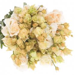 Lisianthus aprico Heavenly gefärbt 5+Bl.70cm