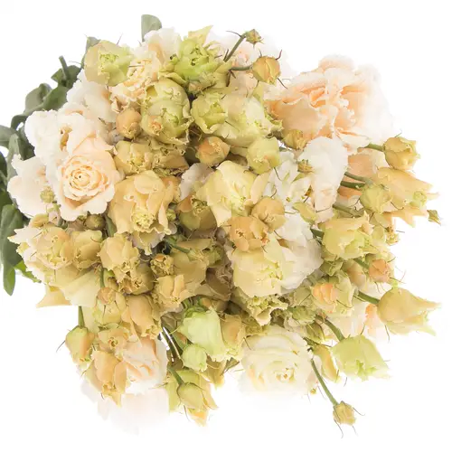 Lisianthus aprico Heavenly gefärbt 5+Bl.70cm