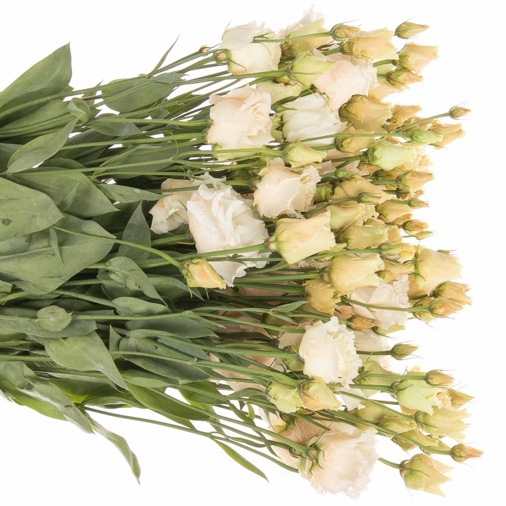 Lisianthus aprico Heavenly gefärbt 5+Bl.70cm