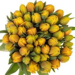 Tulpe rot/gelb doppel Vuelta 46 Gramm