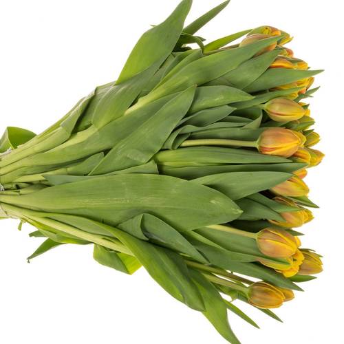 Tulpe rot/gelb doppel Vuelta 46 Gramm