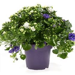 Campanula lila/weiss Duo T14 H025
