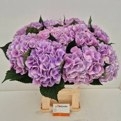 Hortensie lila Royal Love 60cm Bol 18cm 60cm