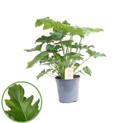 Philodendron Selloum T21 H85