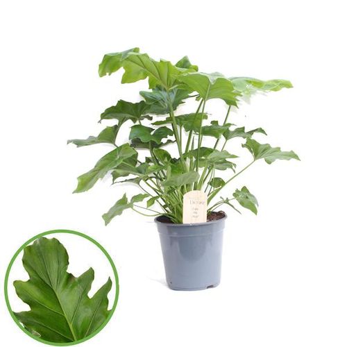 Philodendron Selloum T21 H85