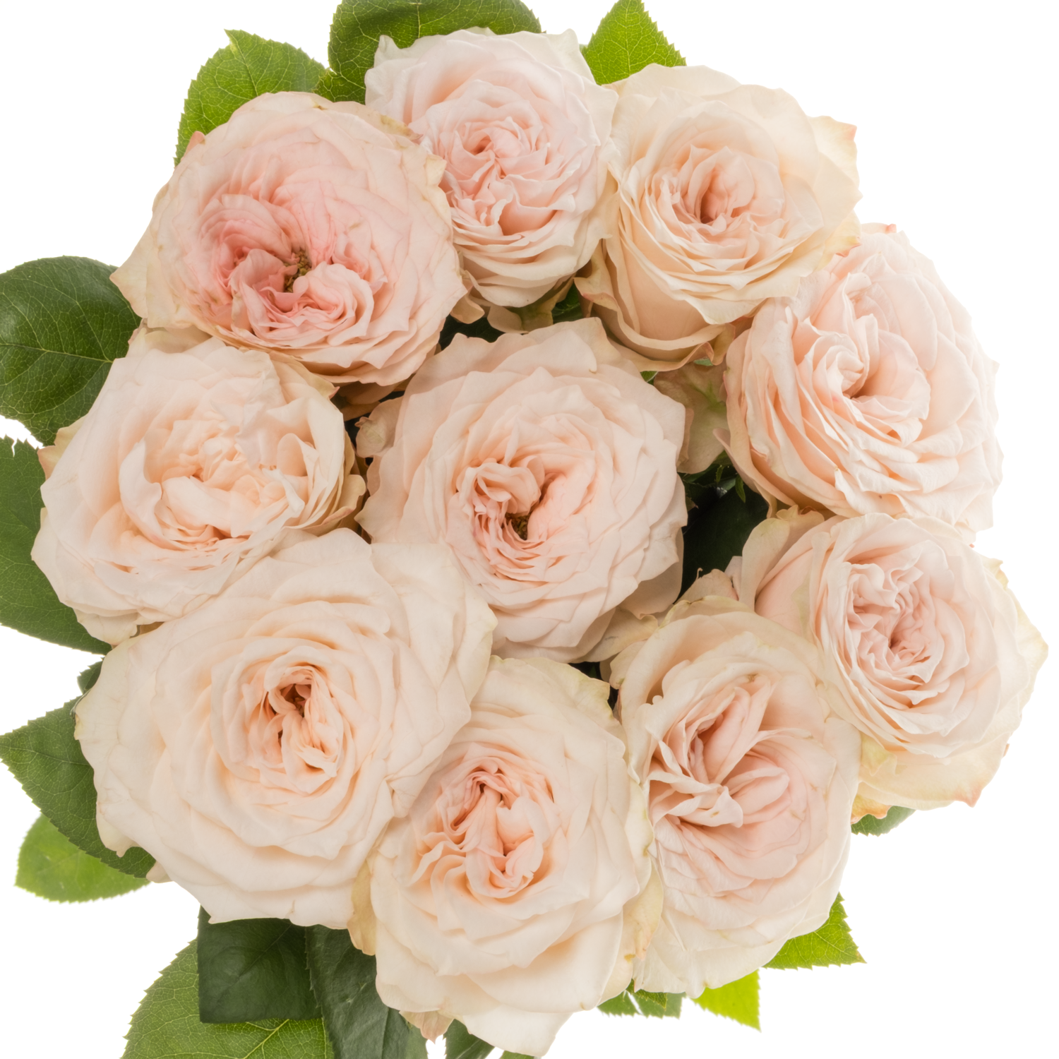 Rose creme/hell rosa Sunderland gefüllt 50cm