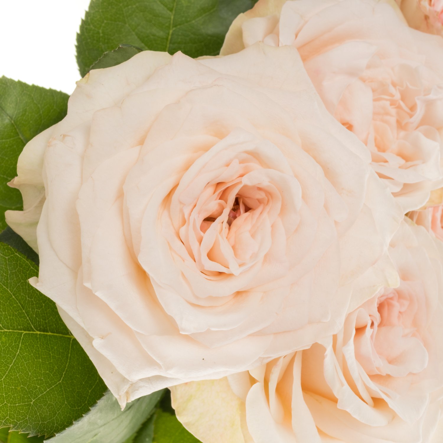 Rose creme/hell rosa Sunderland gefüllt 50cm