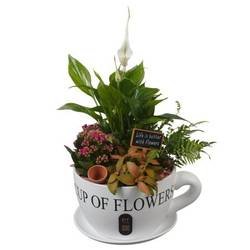 Spath.Arr PTIB5195 T24 H044