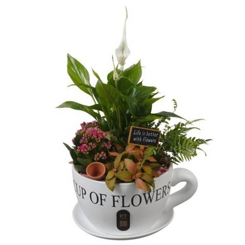 Spath.Arr PTIB5195 T24 H044